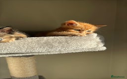 Persian cats for sale: mixed bombay and persian kittens  - Image 30