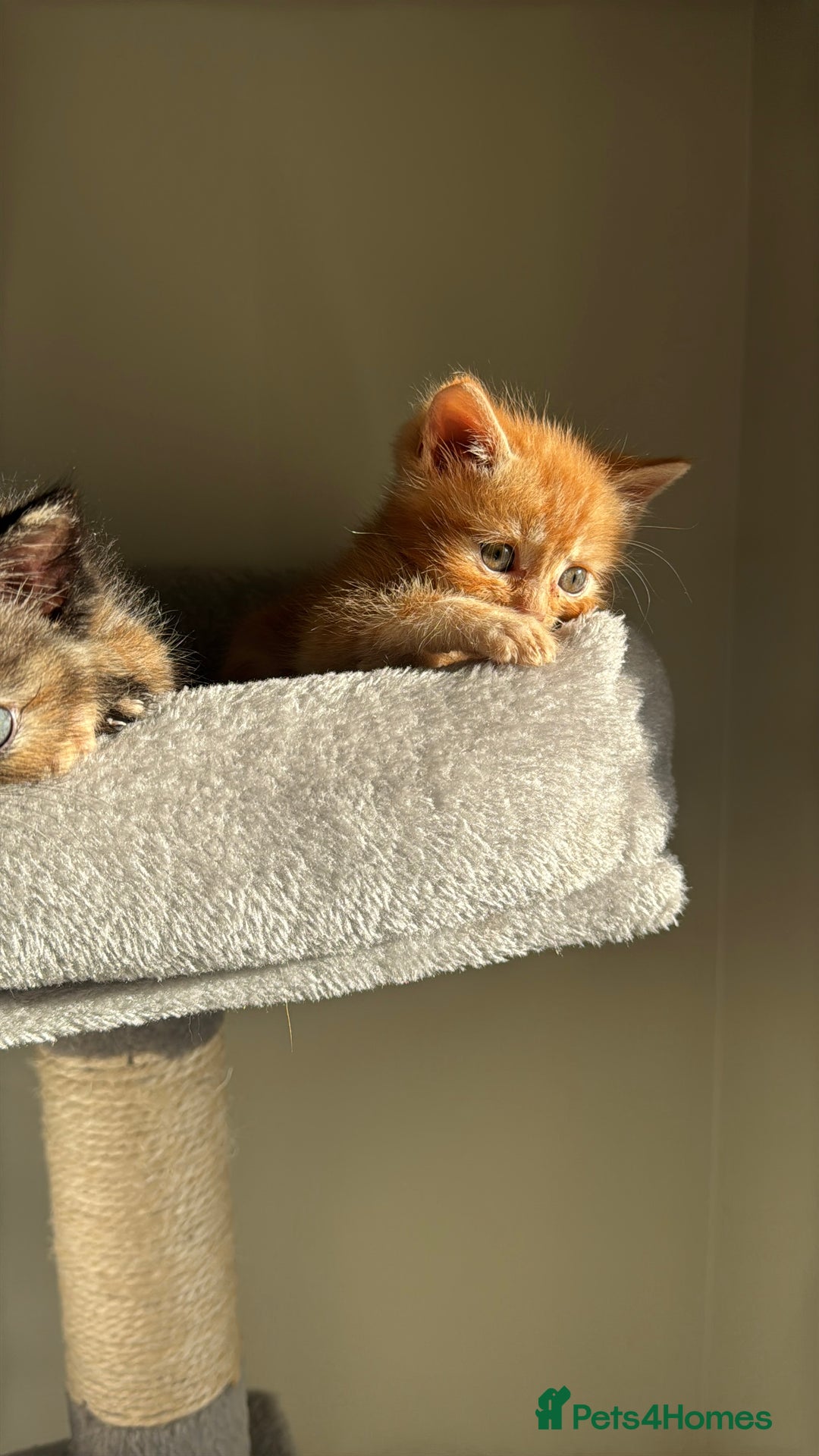 Persian cats for sale: mixed bombay and persian kittens  - Image 30