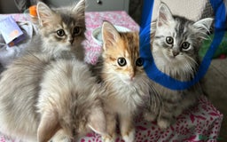 Siberian cats for sale: Siberian GCCF. kittens no hidden cost ready 6 oct  - Image 2