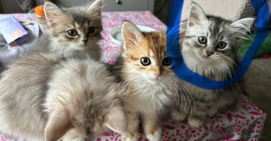 Siberian cats - Advert 14