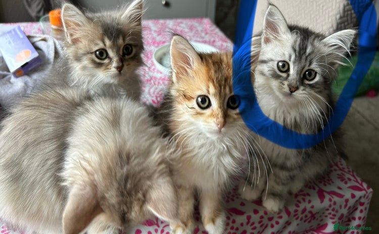 Siberian cats - Advert 1
