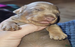 Dachshund dogs for sale: Isabella Dapple Dachshund Puppies - Advert 12