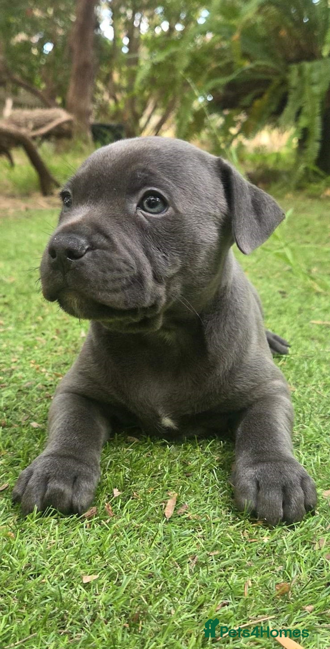 Staffordshire Bull Terrier dogs for sale: Pretty blue Staffy pups . - Advert 6