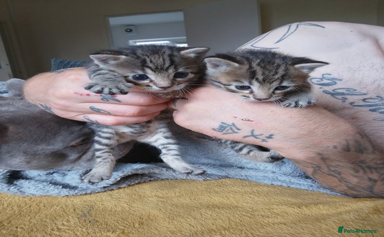 Bengal cats - Advert 4