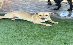 Mixed Breed dogs for adoption: Little Hugo looking for LOVE  - Image 2