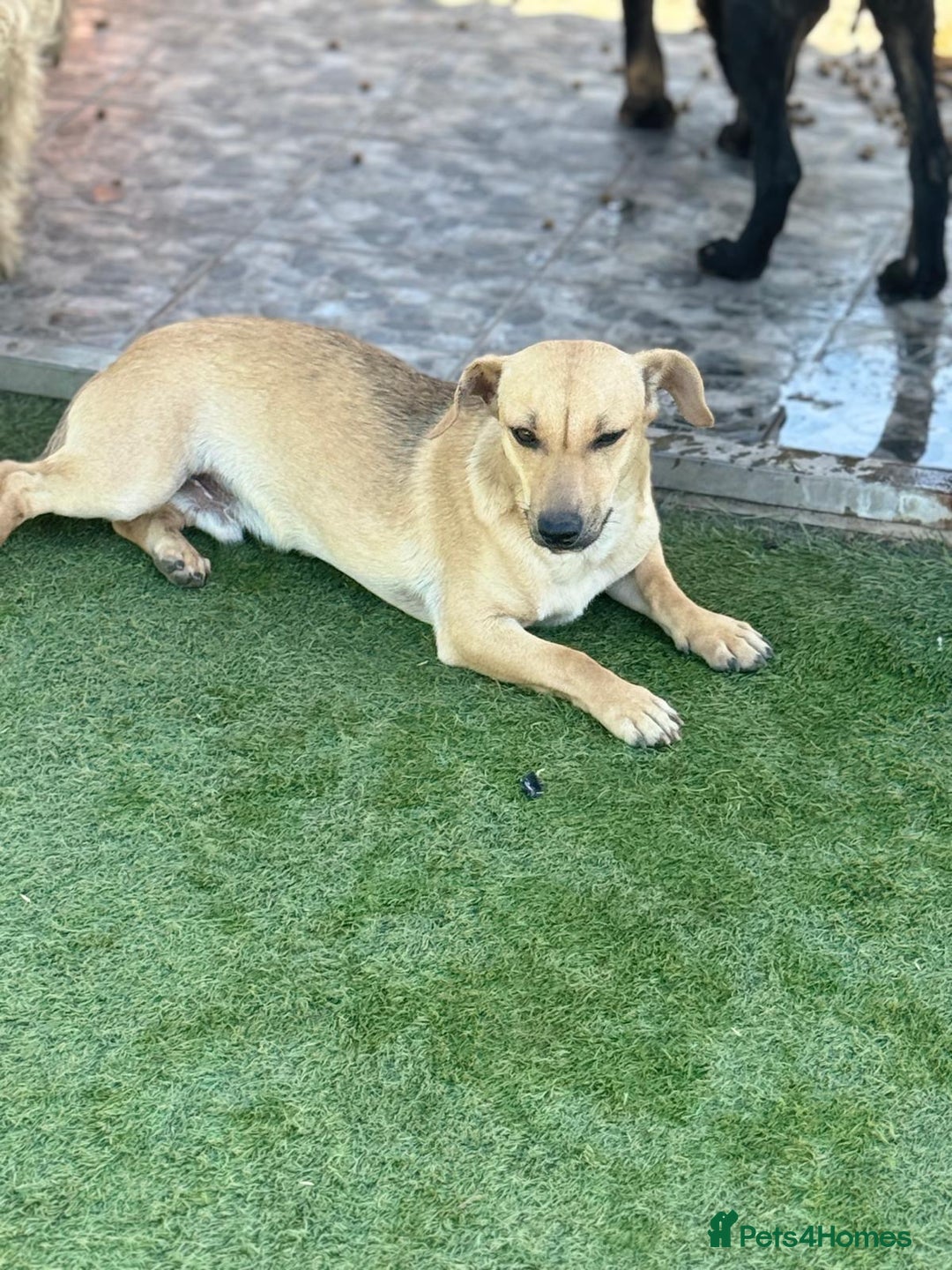 Mixed Breed dogs for adoption: Little Hugo looking for LOVE  - Image 2