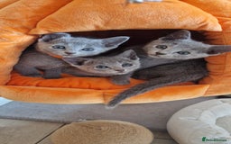 Russian Blue cats for sale: Pure Russian Blue kittens 💙  - Image 21