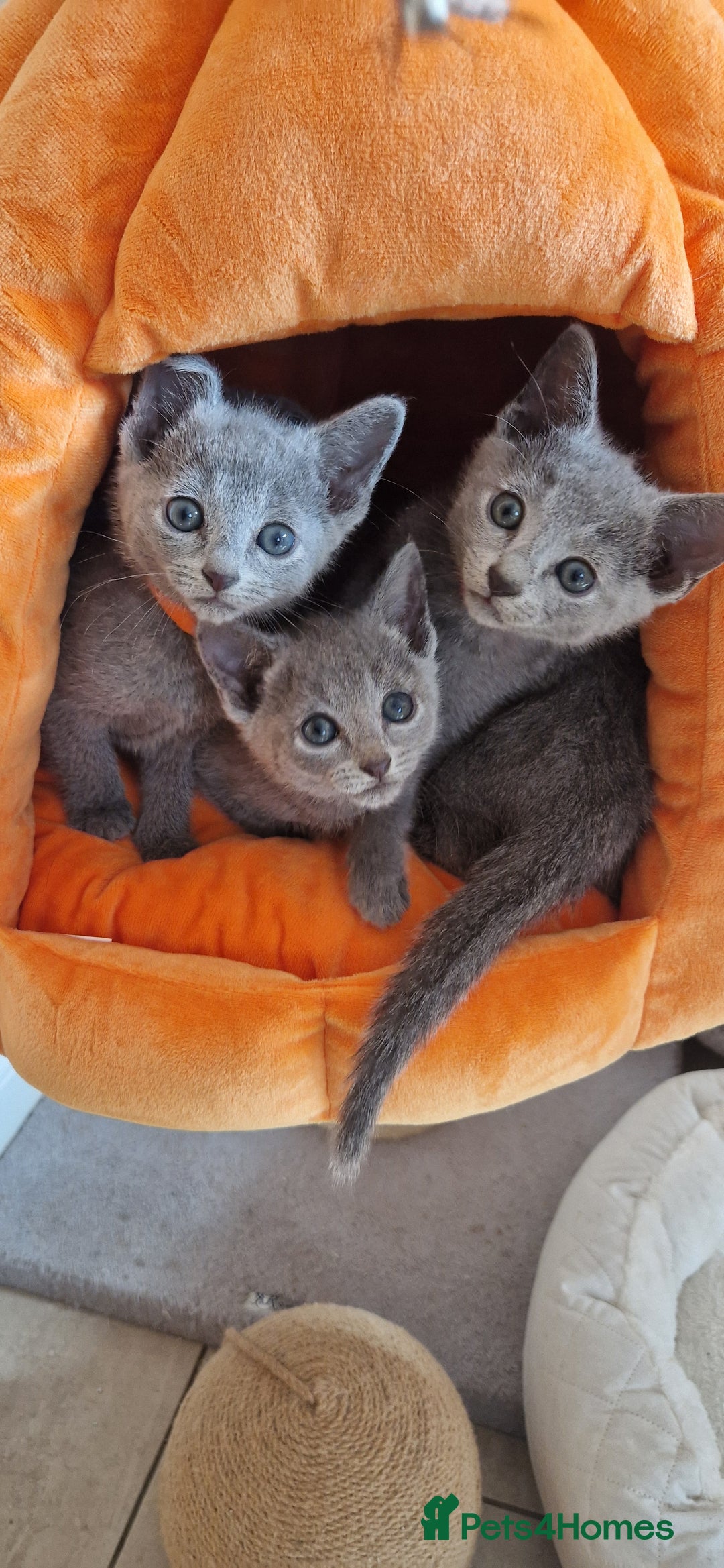 Russian Blue cats for sale: Pure Russian Blue kittens 💙  - Image 21