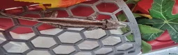 Gecko reptiles for sale: Gargoyle Gecko - Advert 7