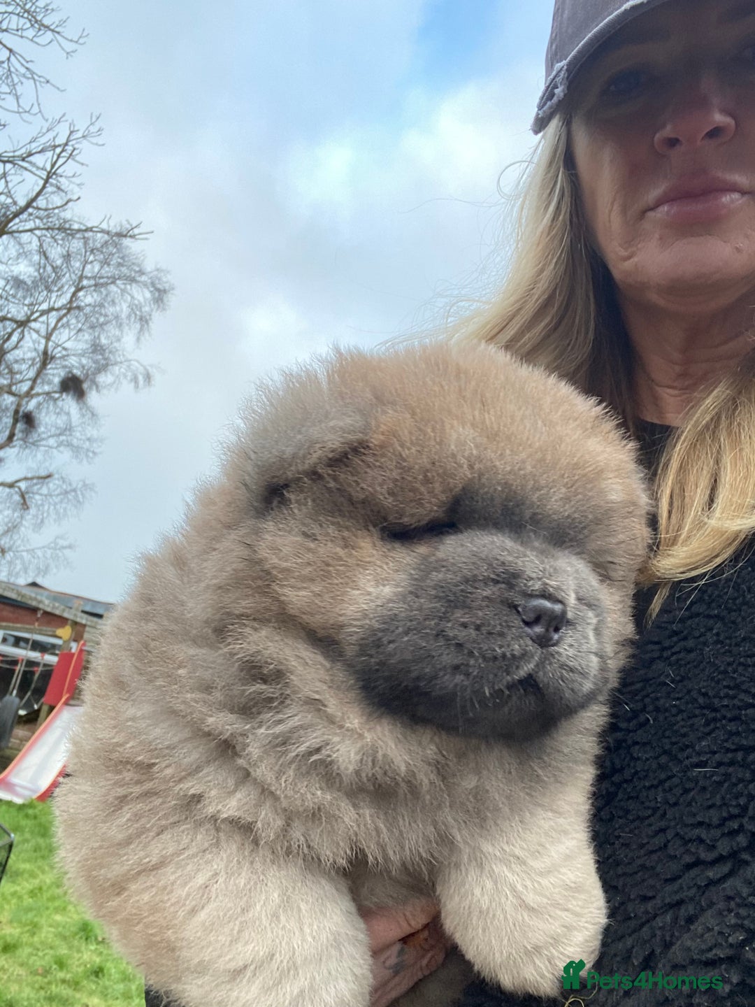Chow Chow dogs for sale: Stunning Chow chow pups ready for new homes  - Advert 11