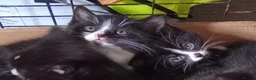 European cats for sale: Adorable kittens looking for forever home  in Cumnock - Advert 2