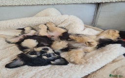 Chipoo dogs for sale: 4  Stunning chipoo puppies  - Image 23