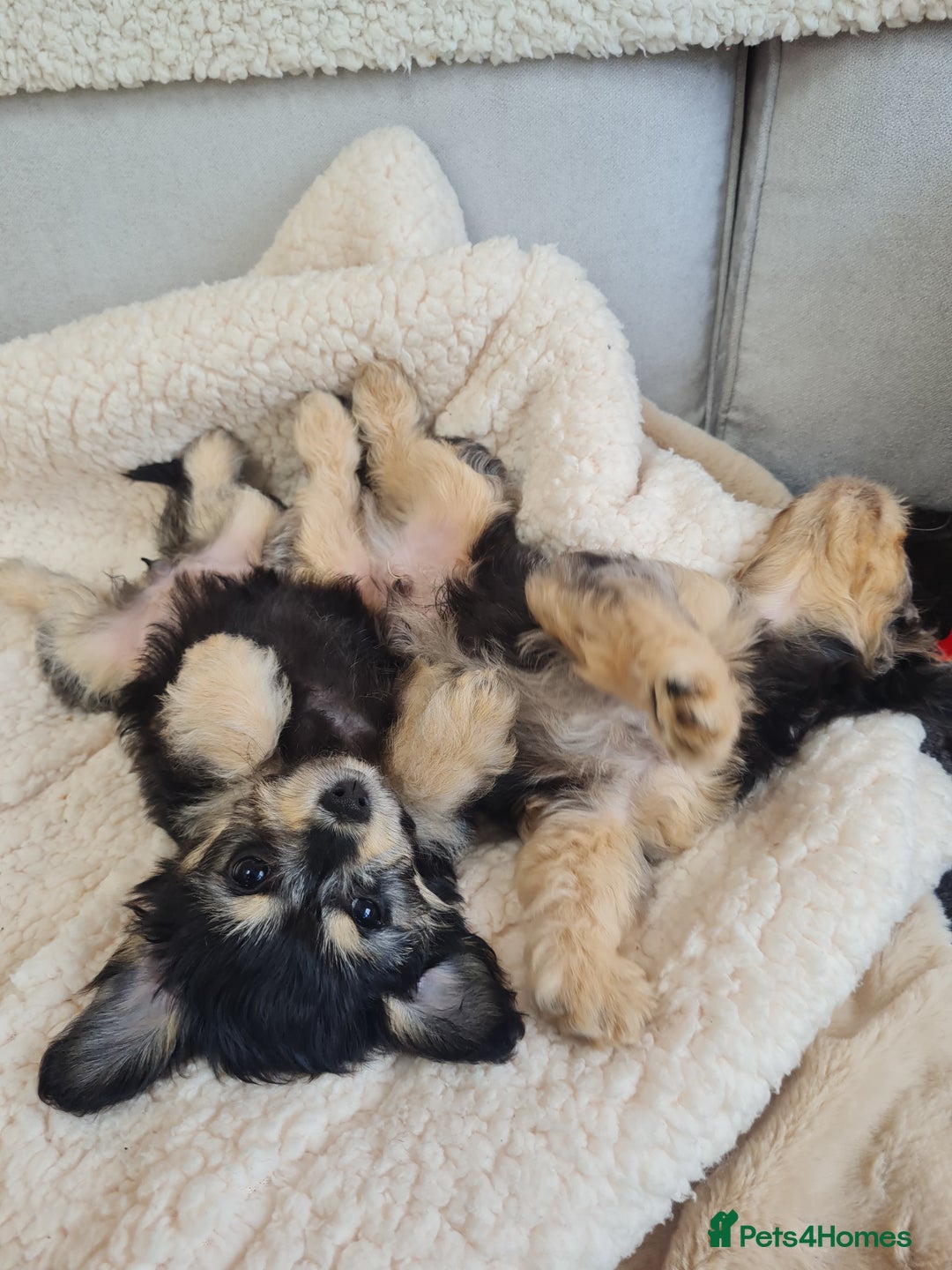 Chipoo dogs for sale: 4  Stunning chipoo puppies  - Image 23