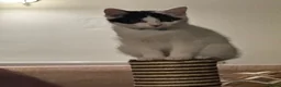 Maine Coon cats for sale: Maine Coon Cross Kittens in Bourne - Advert 4