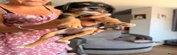 Mixed Breed dogs for sale: Last girl left Cavapoo X ready to leave now  - Advert 4