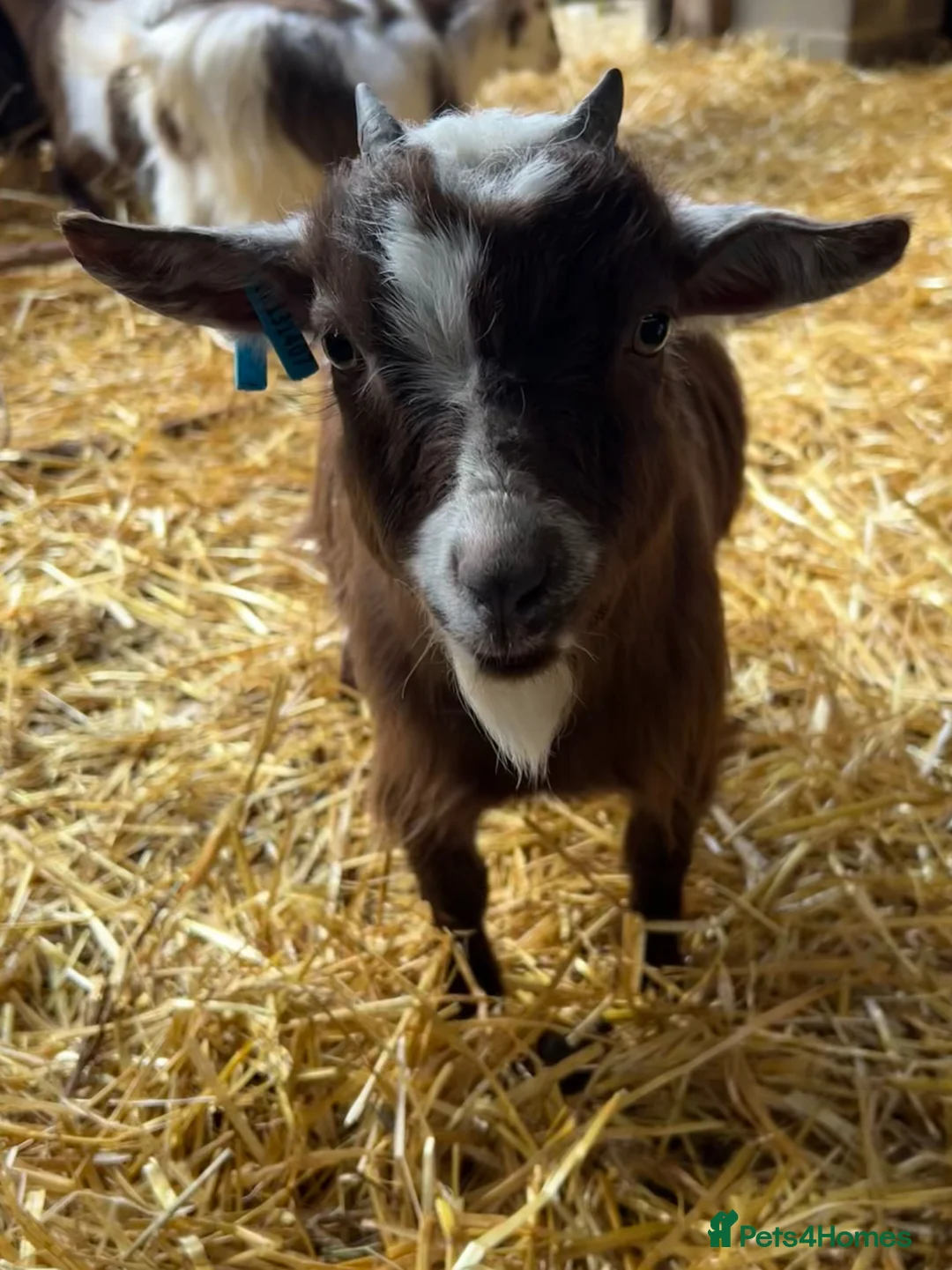 Goats livestock for sale: Two Pygmy wethers  in Leeds - Advert 3