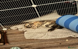 Mini Lop rabbits for sale: Have two male mini lop rabbits, - Image 3