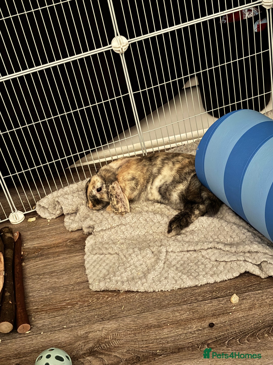 Mini Lop rabbits for sale: Have two male mini lop rabbits, - Image 3