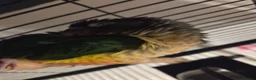 Conures birds for sale: 12 week old Green cheeck conure for sale in Manchester - Advert 6
