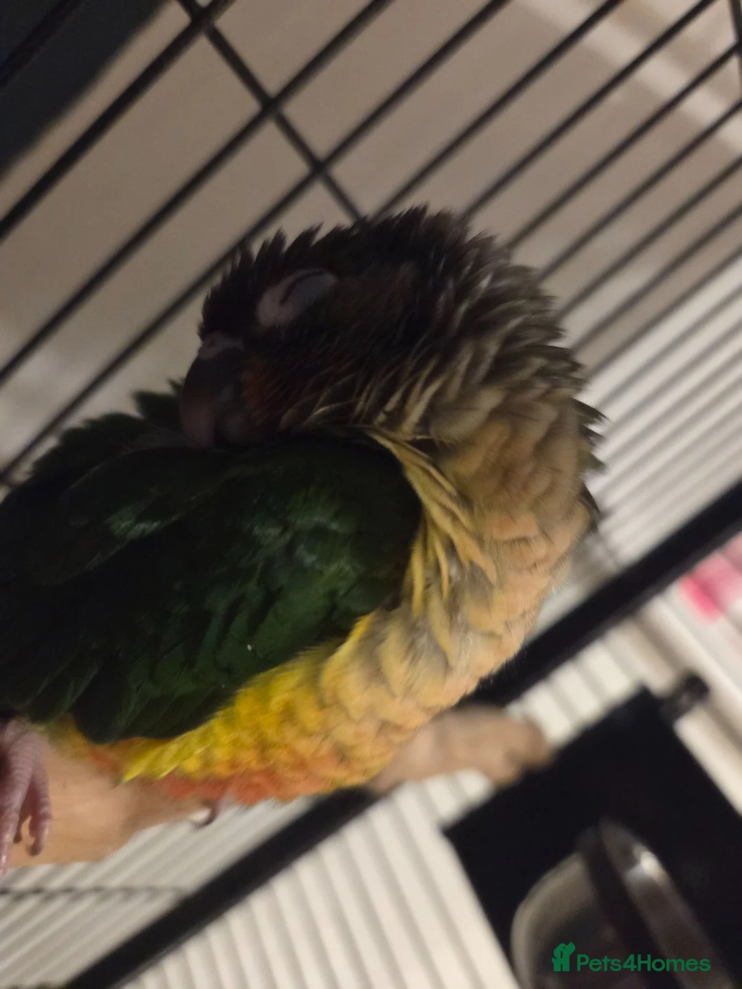 Conures birds for sale: 12 week old Green cheeck conure for sale in Manchester - Advert 6