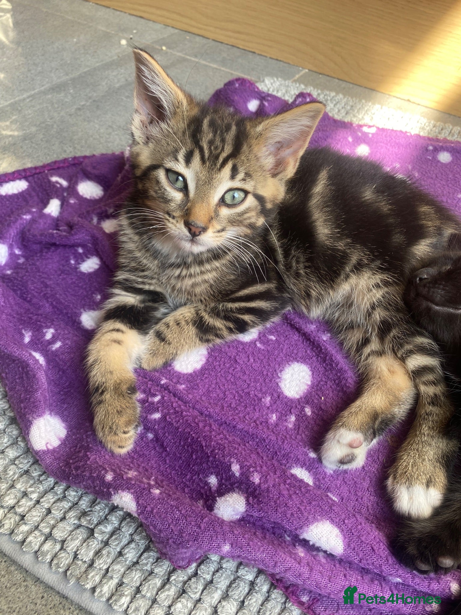 Mixed Breed cats Beautiful baby girl ready for a loving home 💕 - Advert 3