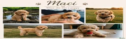 Australian Labradoodle dogs for sale: Multigenerational Australian Labradoodle  - Advert 9