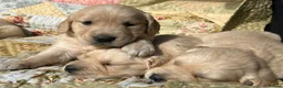Golden Retriever dogs for sale: Golden Retriever Puppies Ready 13 April in Llandysul - Advert 18