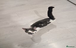 Mixed Breed cats for sale: Female cat for rehoming  - Image 4