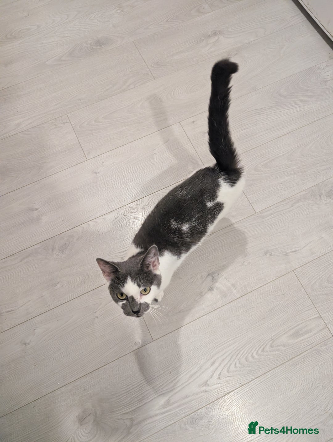 Mixed Breed cats for sale: Female cat for rehoming  - Image 4