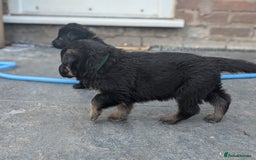 German Shepherd dogs for sale: Gorgeous Black German Shepherd Puppies. - Image 5