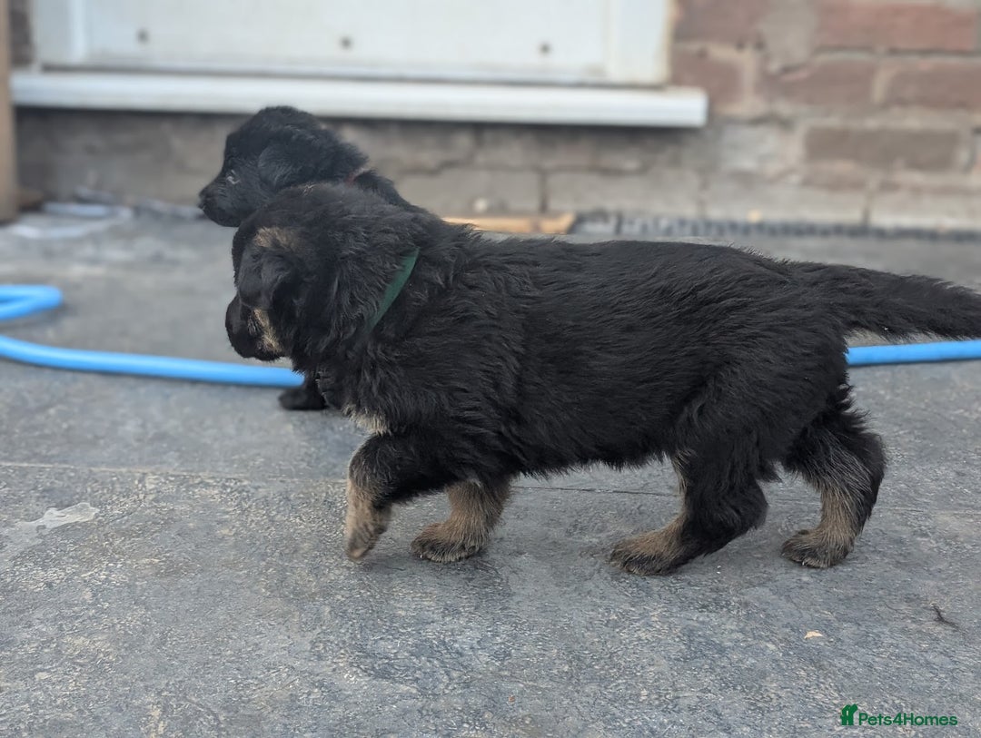 German Shepherd dogs for sale: Gorgeous Black German Shepherd Puppies. - Image 5