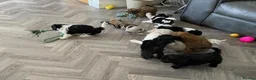 Mixed Breed dogs for sale: Shihpoo - Advert 10