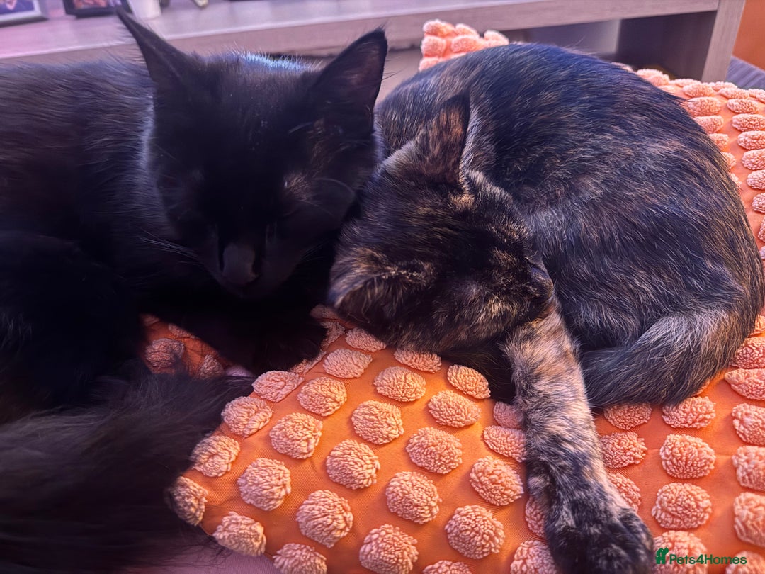 Mixed Breed cats for sale: 7 month old brother & sister looking for new home - Advert 22