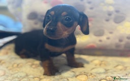 Dachshund dogs for sale: Stunning Miniature Dachshund Pups - Image 6