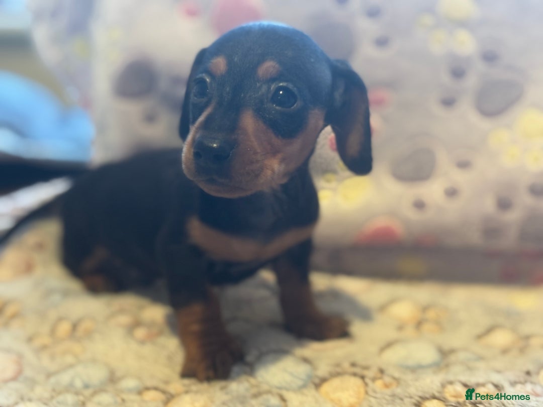 Dachshund dogs for sale: Stunning Miniature Dachshund Pups - Image 6