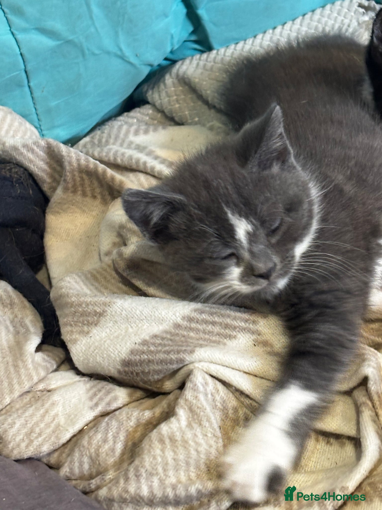 Mixed Breed cats 2 beautiful grey and white fluffy boys - Advert 3