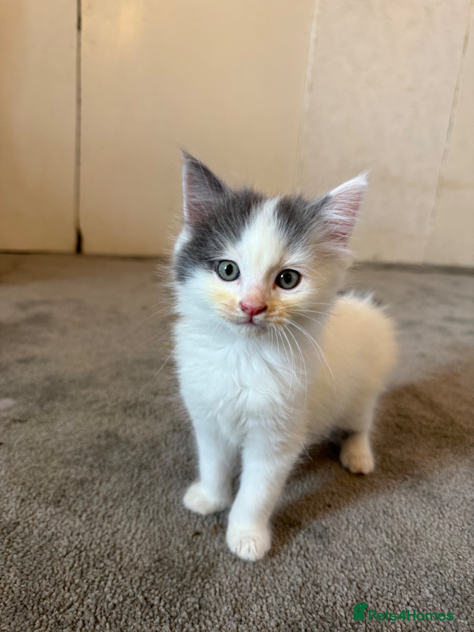 Ragdoll cats for sale: Half Ragdoll Kittens - Advert 3