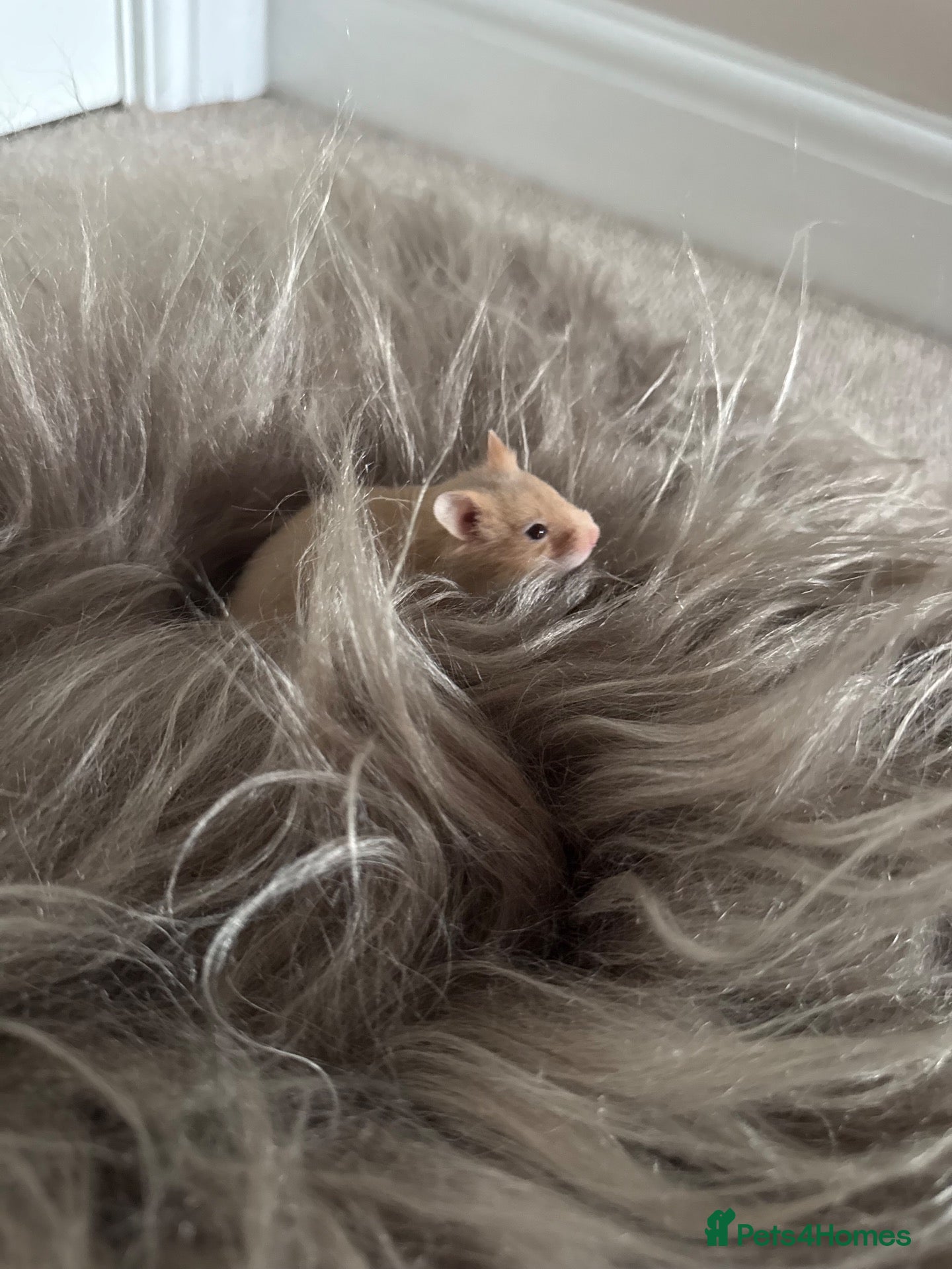 Hamster rodents Boy hamster for sale, Axel - Advert 1