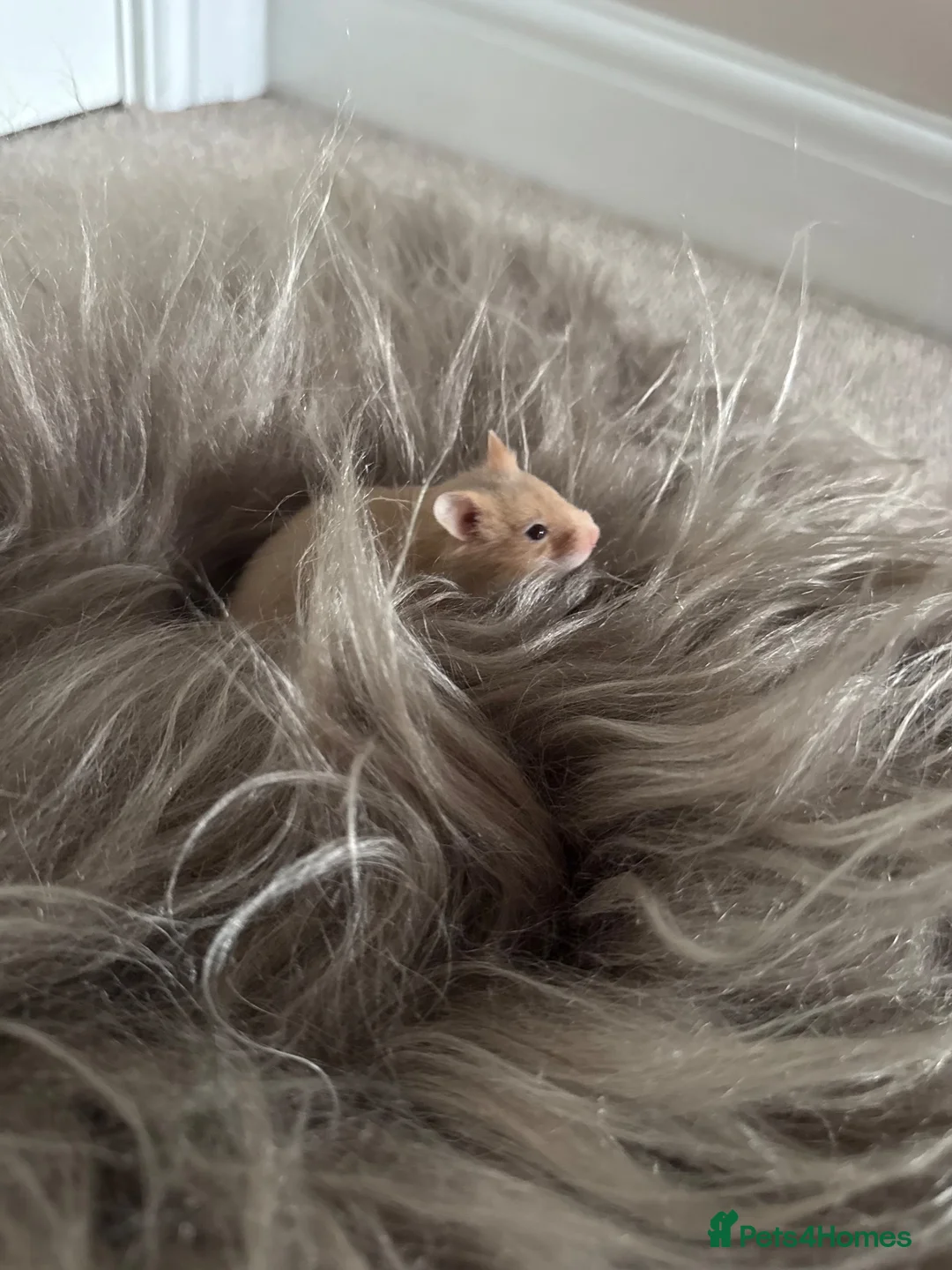 Hamster rodents for sale: Boy hamster for sale, Axel - Advert 1