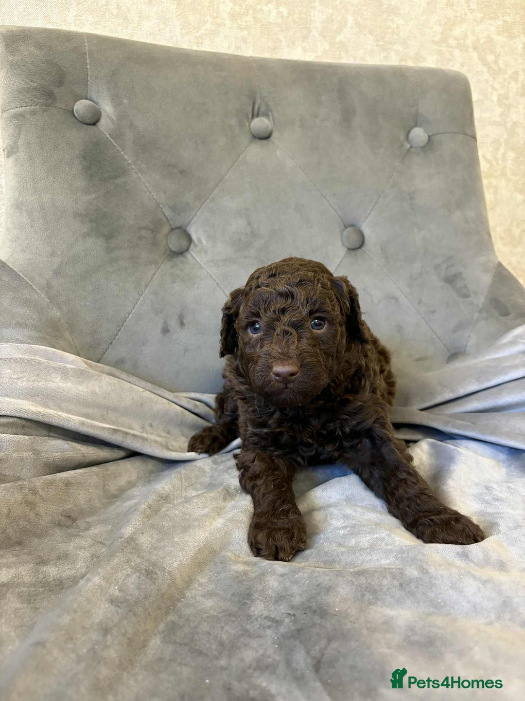 Mini Goldendoodle dogs for sale: LAST 2❗️Miniature goldenoodle pups ready now🏡🌟  - Advert 20