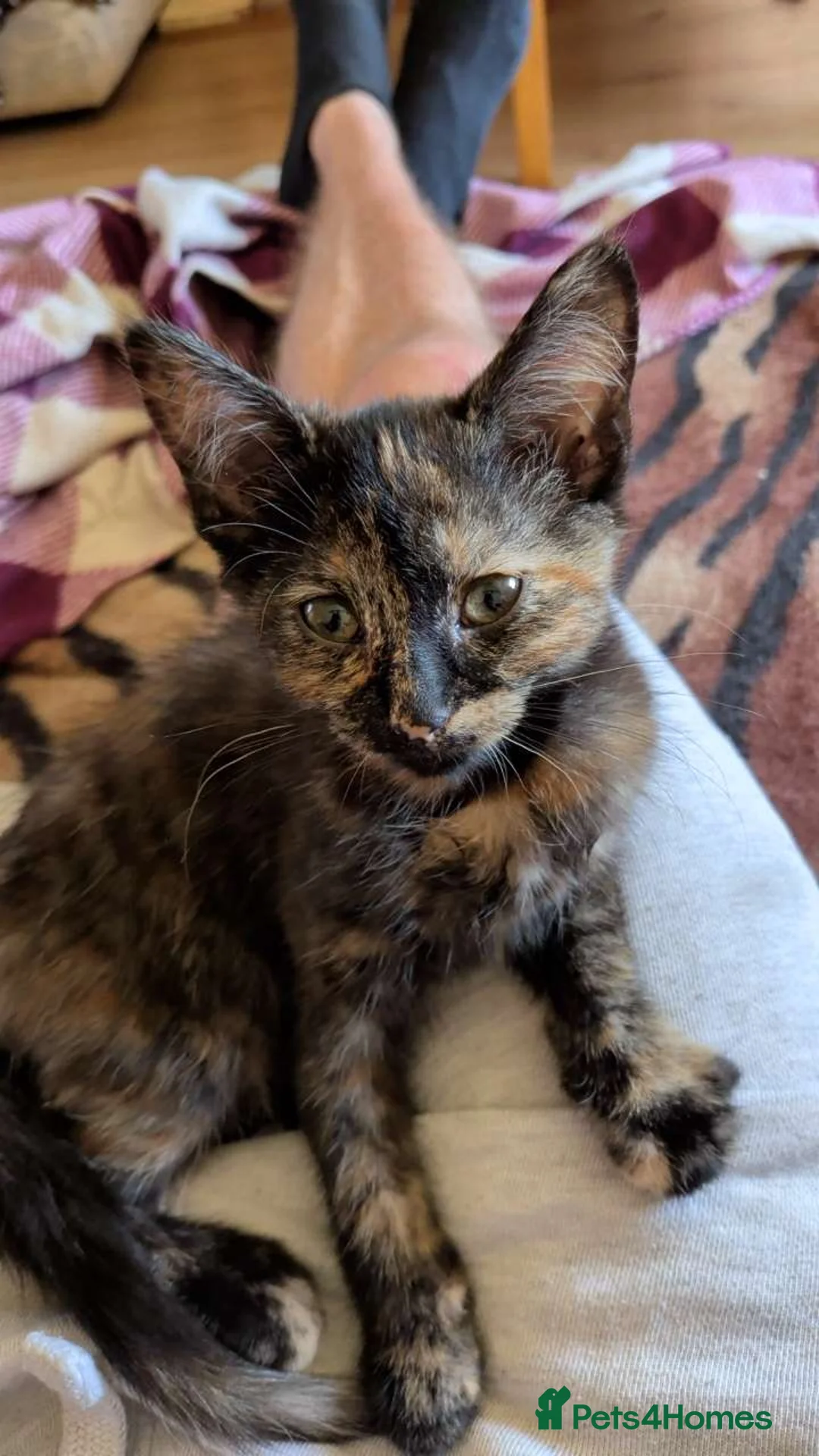 Mixed Breed cats for sale: Girl kitten  in King's Lynn - Advert 2