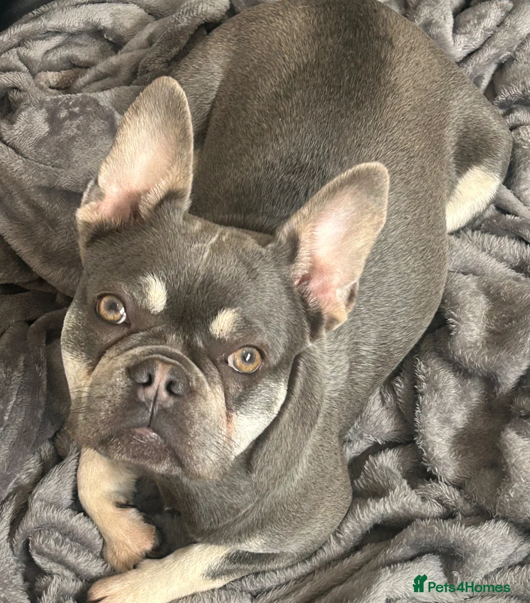 French Bulldog dogs for sale: 3 year old female French bulldog  - Advert 2
