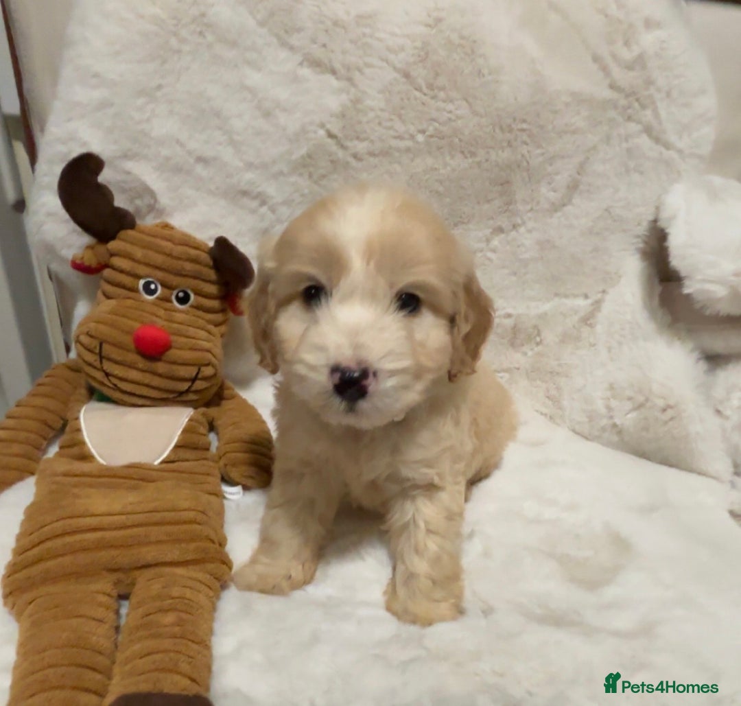 Cockapoo dogs for sale: Golden F1 cockpoo puppies  - Advert 10