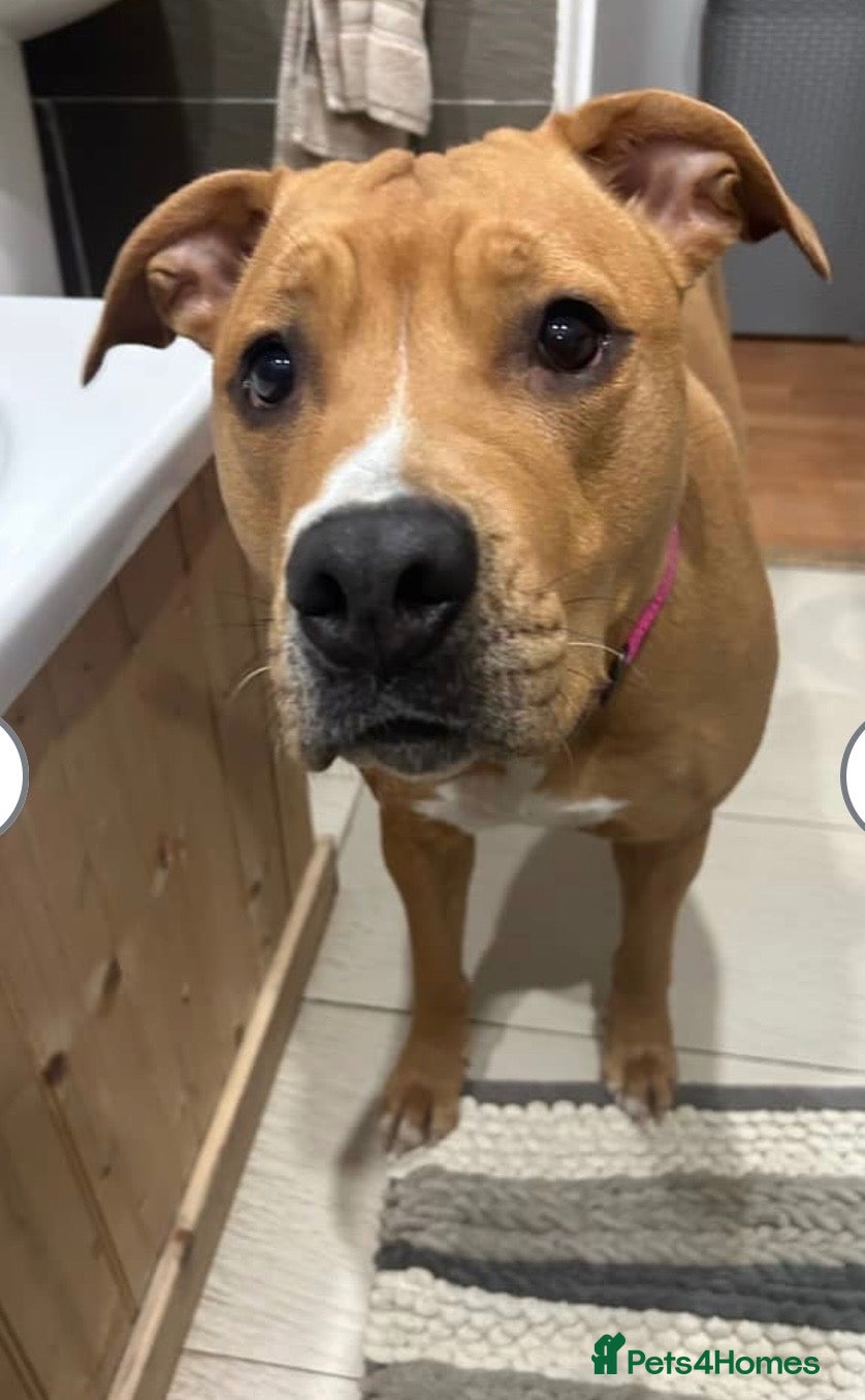 Mixed Breed dogs Having to rehome my dog Millie  - Advert 2