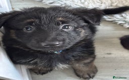 German Shepherd dogs for sale: Stunning long haired chunky German Shepard pups.  - Image 13
