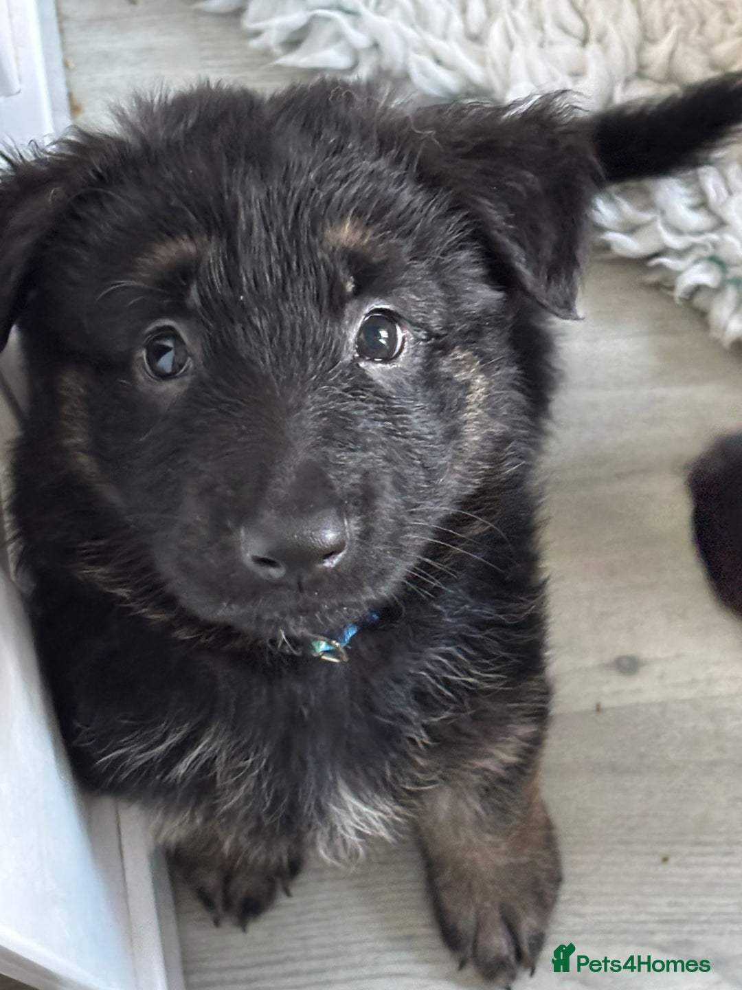 German Shepherd dogs for sale: Stunning long haired chunky German Shepard pups.  - Image 13