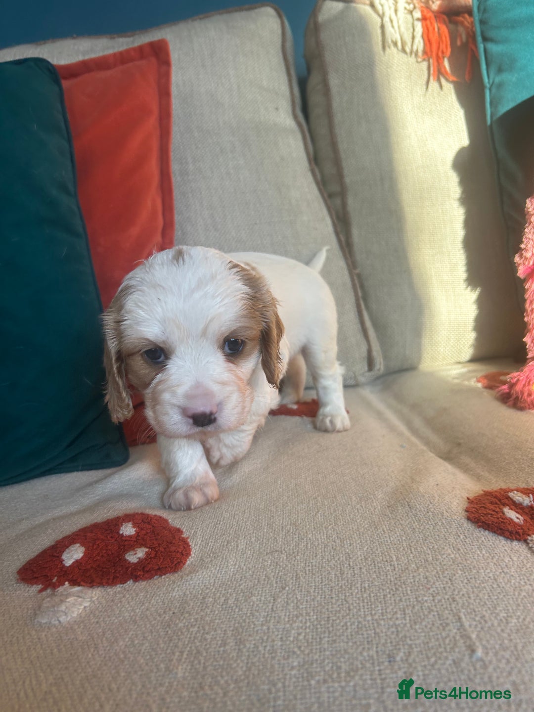 Cockalier dogs for sale: Beautiful Litter of Cavalier King Charles X Cocker - Advert 24