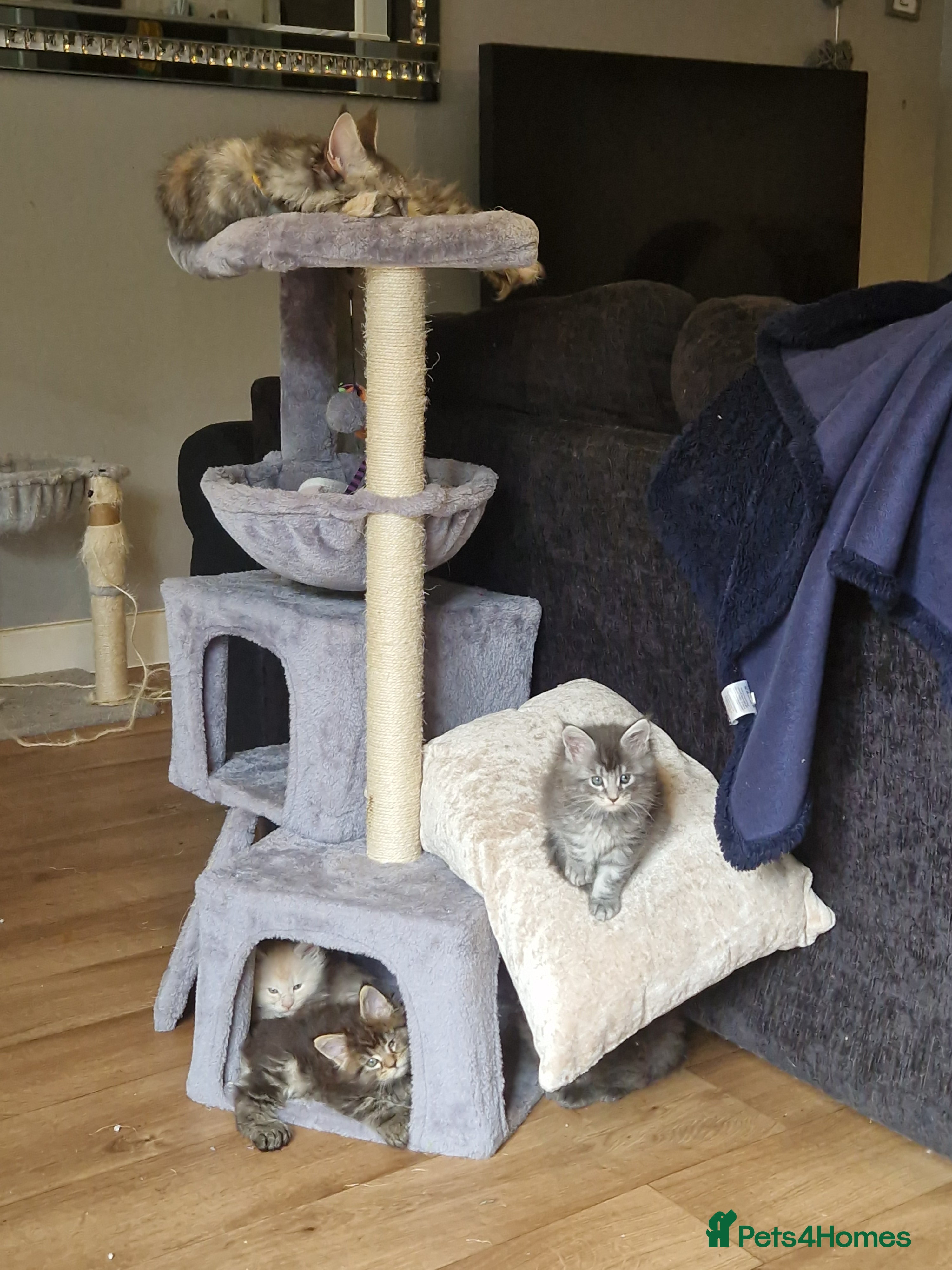 Maine Coon cats Gorgeous mainecoon kittens  - Advert 1