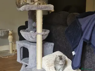Maine Coon cats Gorgeous mainecoon kittens - Advert 1