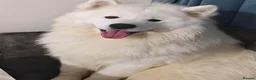 Samoyed dogs for stud: Samoyed for stud - Advert 3